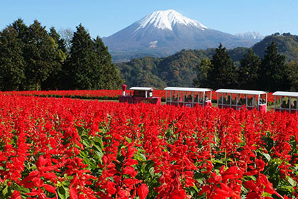 Tottori Prefectural Flower Park