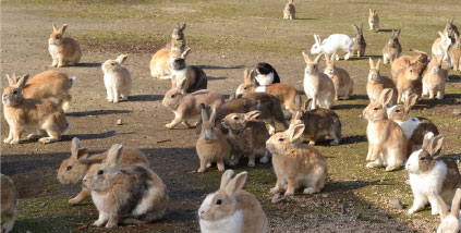 picture:rabbits