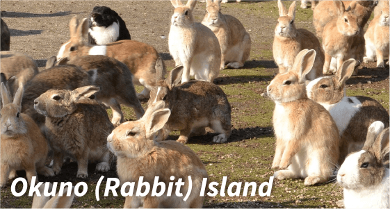 Okuno (Rabbit) Island