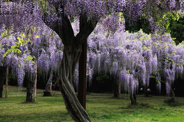 藤公園 Chugoku Region Tourism Guide 中国地方観光情報サイト